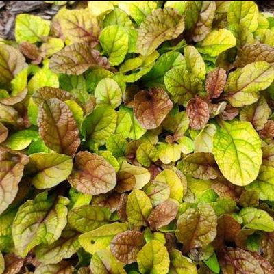 Ajuga Feathered Friends™ Parrot Paradise PPAF