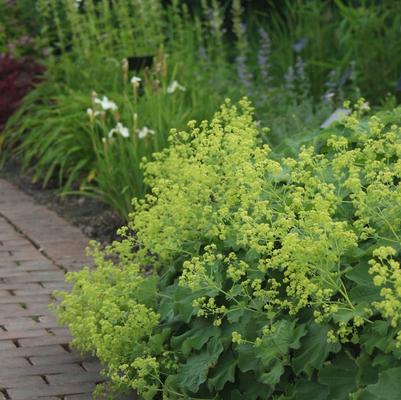 Alchemilla mollis 