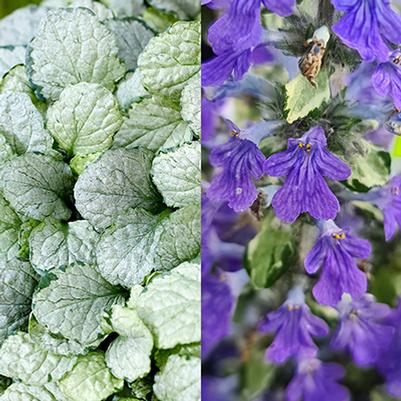 Ajuga Princess Elsa