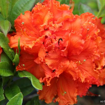 Azalea Exbury Gibraltar