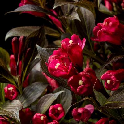 Weigela Electric Love® PP30065