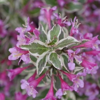 Weigela florida My Monet Purple Effect® PP30064