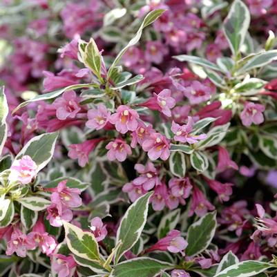 Weigela florida My Monet® PP16824