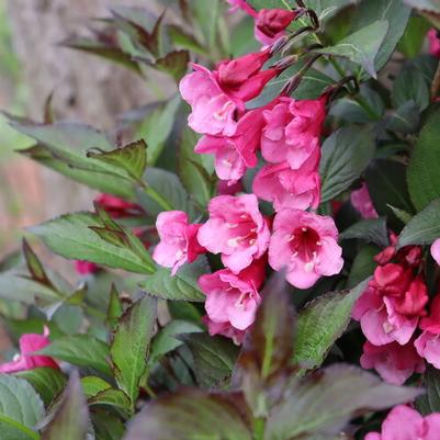 Weigela florida Sonic Bloom® Wine PP35120