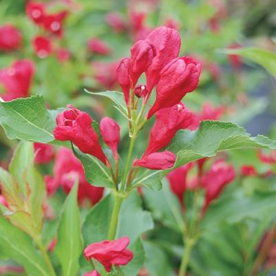 Weigela florida Sonic Bloom® Red PP25132