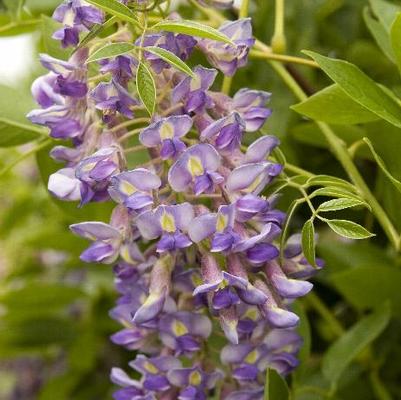 Wisteria macrostachya Blue Moon