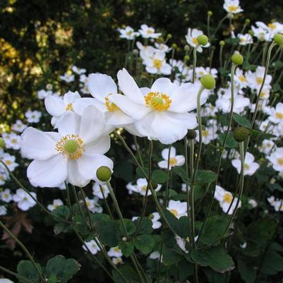 Anemone x hybrida Honorine Jobert
