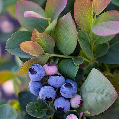 Vaccinium Silver Dollar® PP32184