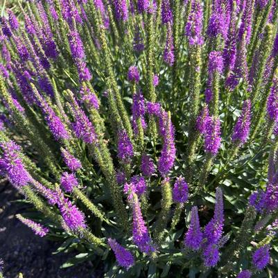 Veronica Da Vinci Delight