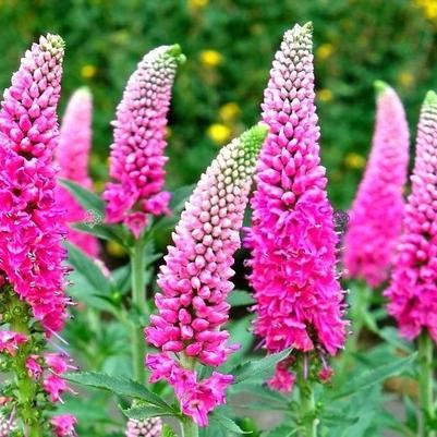 Veronica longifolia First Love