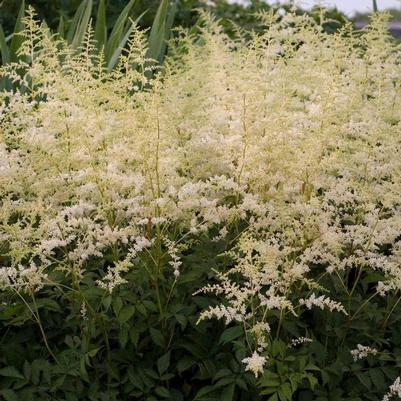 Astilbe x arendsii Bridal Veil