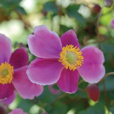 Anemone x hybrida September Charm