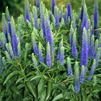 Veronica spicata Glory Royal Candles