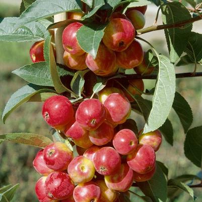 Apple Columnar Scarlet Sentinel™