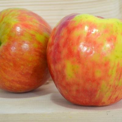 Apple Semi-Dwarf Honeycrisp