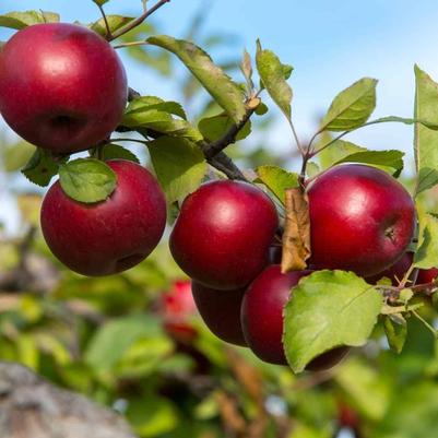 Apple Semi-Dwarf Empire