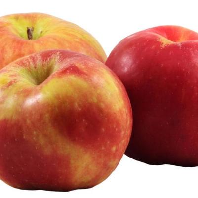 Apple Semi-Dwarf Gravenstein