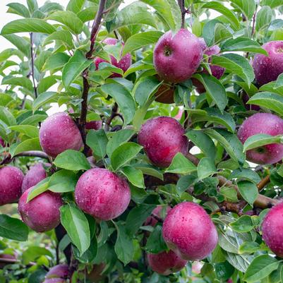 Apple Semi-Dwarf Macoun