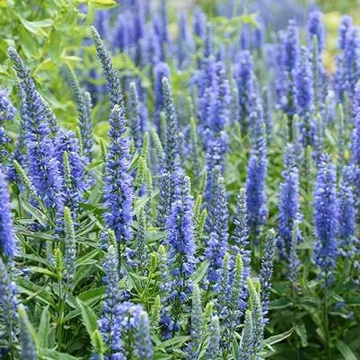 Veronica spicata Moody Blues® Sky Blue