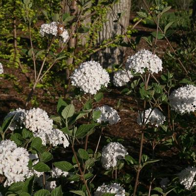 Viburnum carlesii Spice Baby™ PP25872