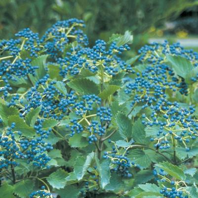 Viburnum dentatum ('Christom') Blue Muffin®