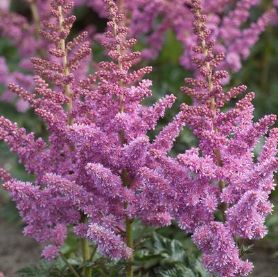 Astilbe chinensis Visions