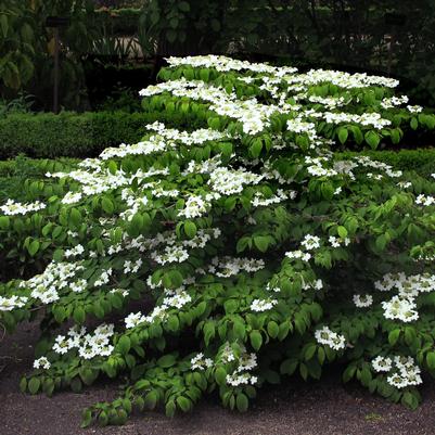 Viburnum plicatum var. tomen. Mariesii