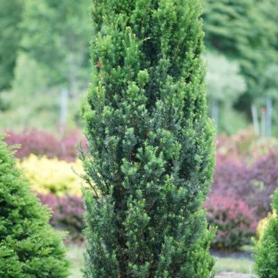 Taxus media Stonehenge® PP31795