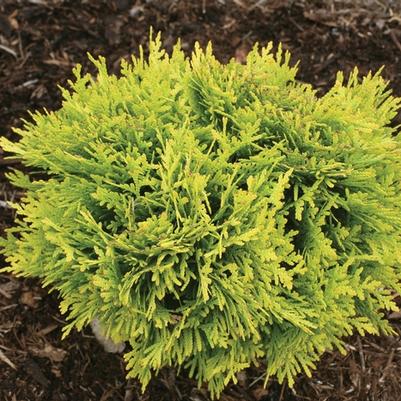 Thuja occidentalis Anna's Magic Ball® PP25868