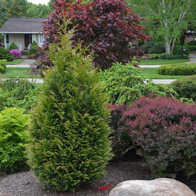 Thuja plicata Junior Giant PP31297