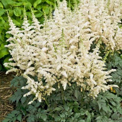 Astilbe chinensis Visions in White