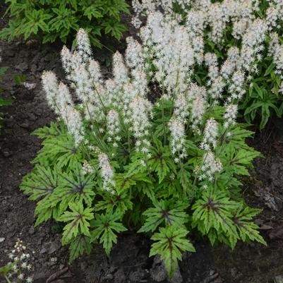 Tiarella Cutting Edge
