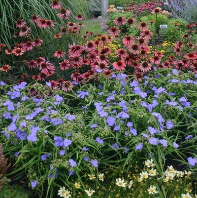 Tradescantia Amethyst Kiss™ PP24733