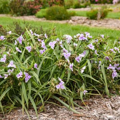 Tradescantia Webmaster