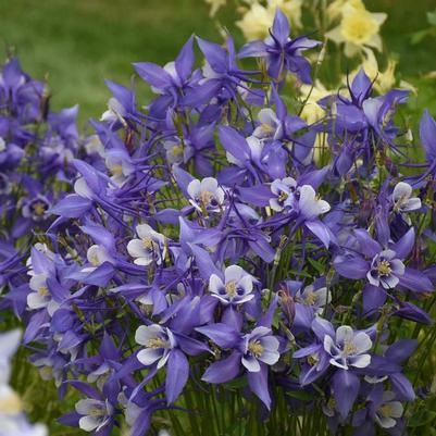 Aquilegia KIRIGAMI™ Deep Blue & White