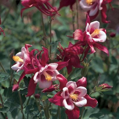 Aquilegia Songbird Cardinal