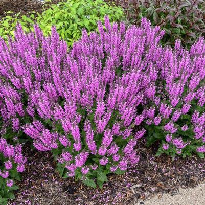 Salvia Color Spires® Back to the Fuchsia