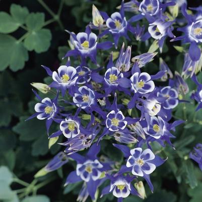 Aquilegia vulgaris Winky Blue and White