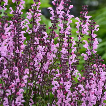 Salvia Color Spires® Pink Dawn