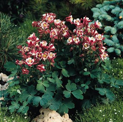 Aquilegia vulgaris Winky Red and White