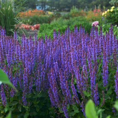 Salvia Color Spires® Violet Riot