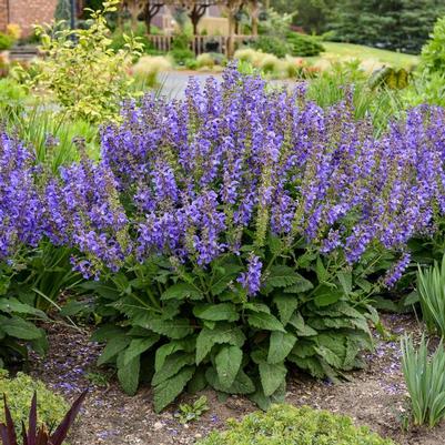 Salvia Living Large® Big Sky PP37290