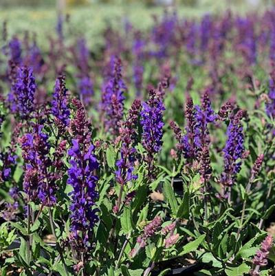 Salvia nemorosa Dark Matter™