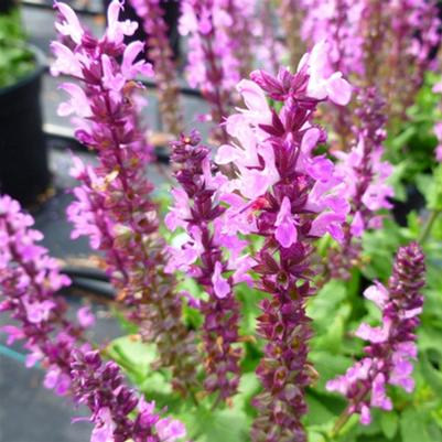 Salvia nemorosa Lyrical™ Rose