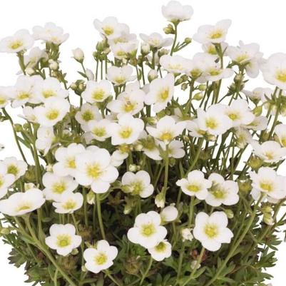 Saxifraga x arendsii Scenic White