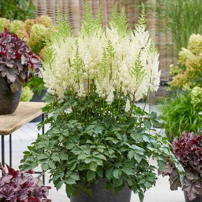 Astilbe Lowlands White