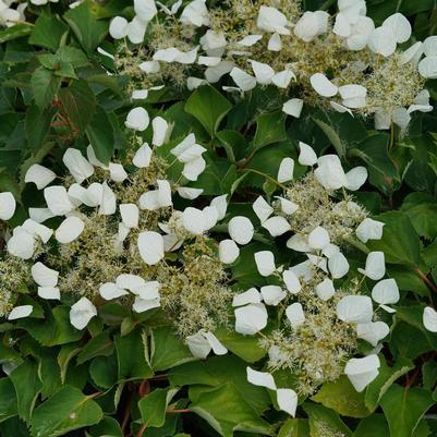Schizophragma Flirty Girl®
