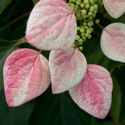 Schizophragma Rose Sensation™