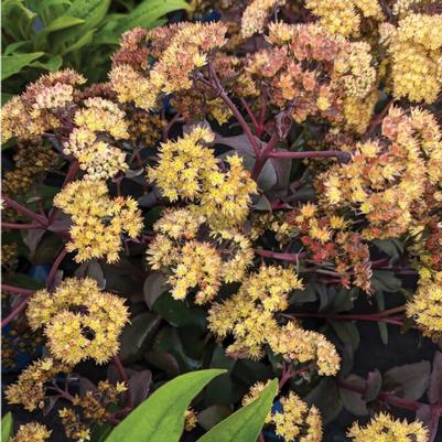 Sedum Puff Pastry™ White Chocolate PP37144