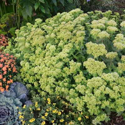 Sedum Rock 'N Grow® Lemonjade